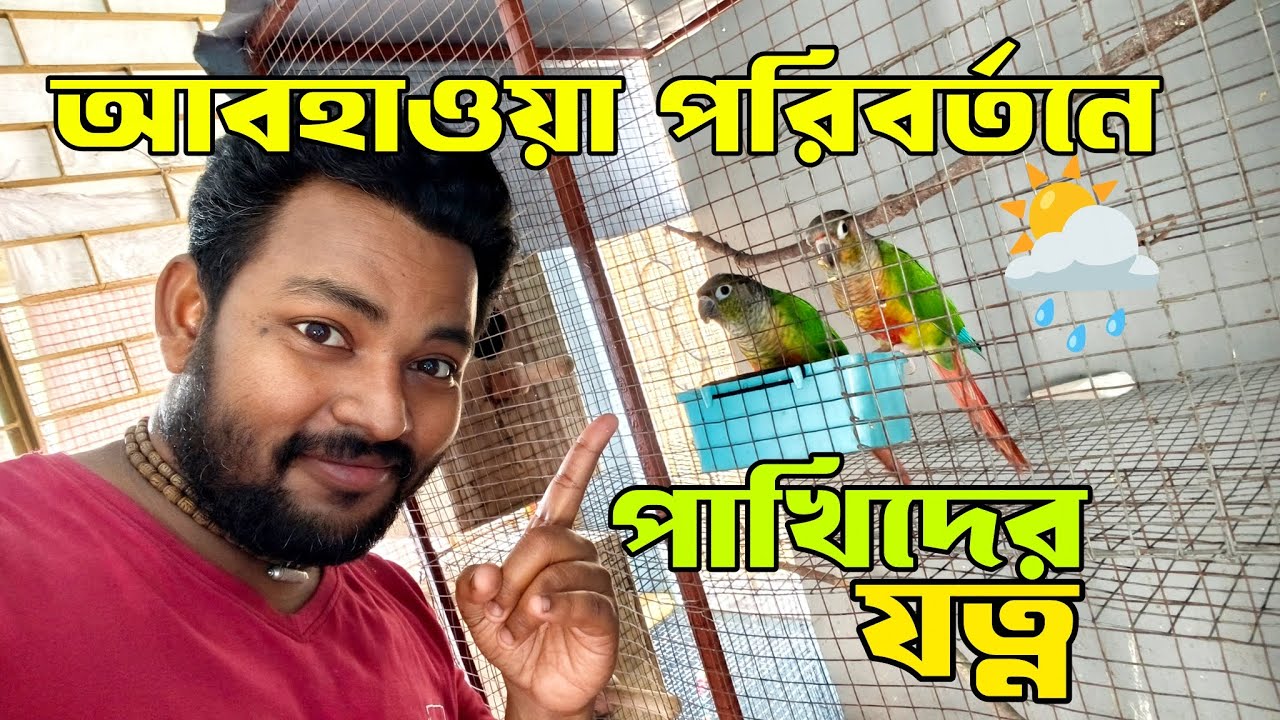 আবহাওয়া পরিবর্তনে পাখিদের যত্ন | ঠান্ডা গরমে পাখিদের কিভাবে যত্নে রাখবে | সুস্থ রাখতে জরুরি টিপস্