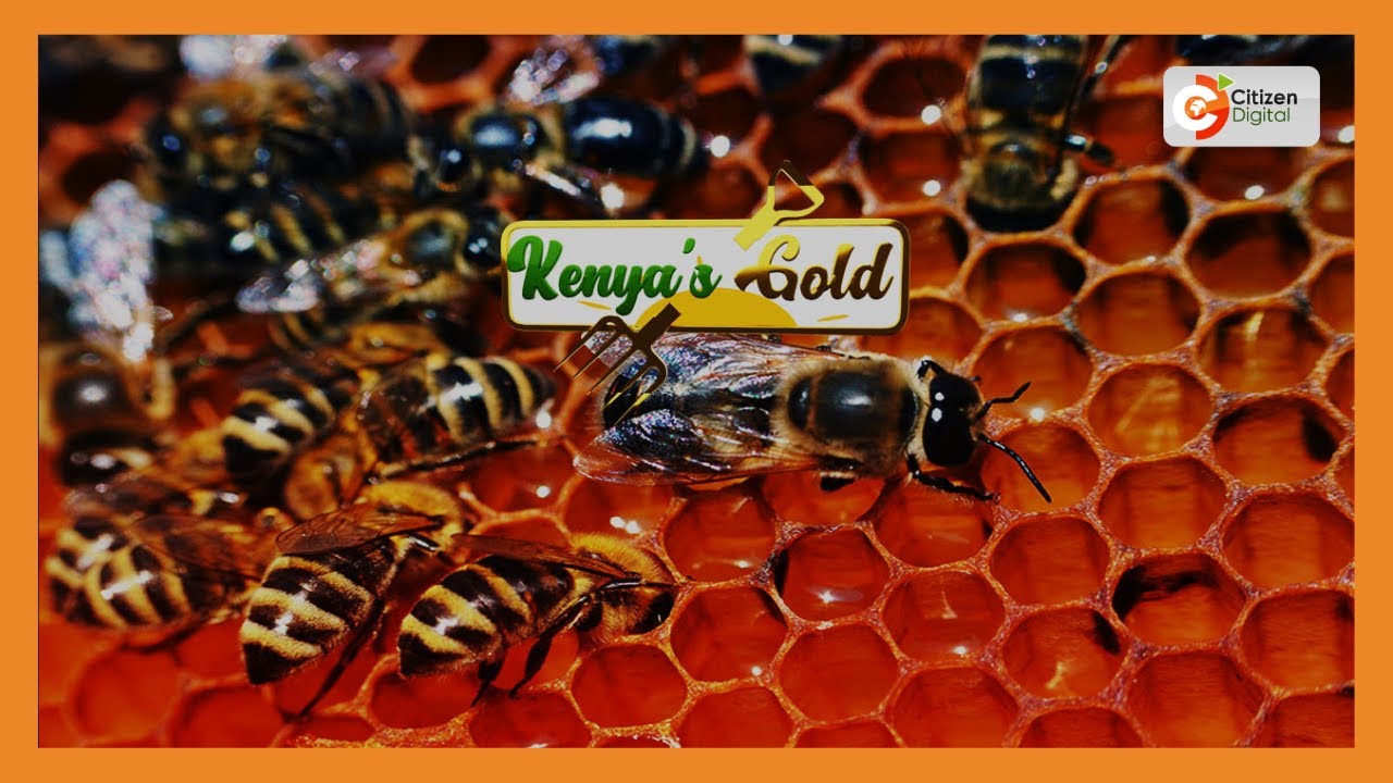 | Kenya's Gold | Ufugaji wa Nyuki - Agri Nation