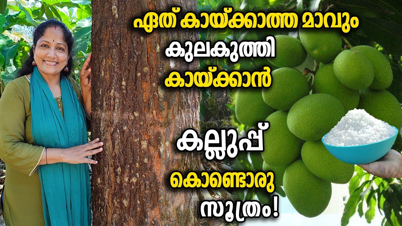 ഏത് കായ്ക്കാത്ത മാവും കുലകുത്തി കായ്ക്കാൻ കല്ലുപ്പ് കൊണ്ടൊരു സൂത്രം!How to increase mango production