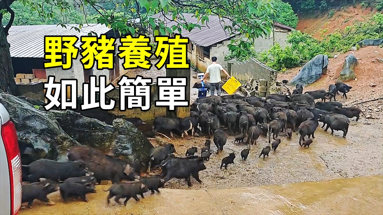 特種野豬的秘密，養殖過程大開眼界
