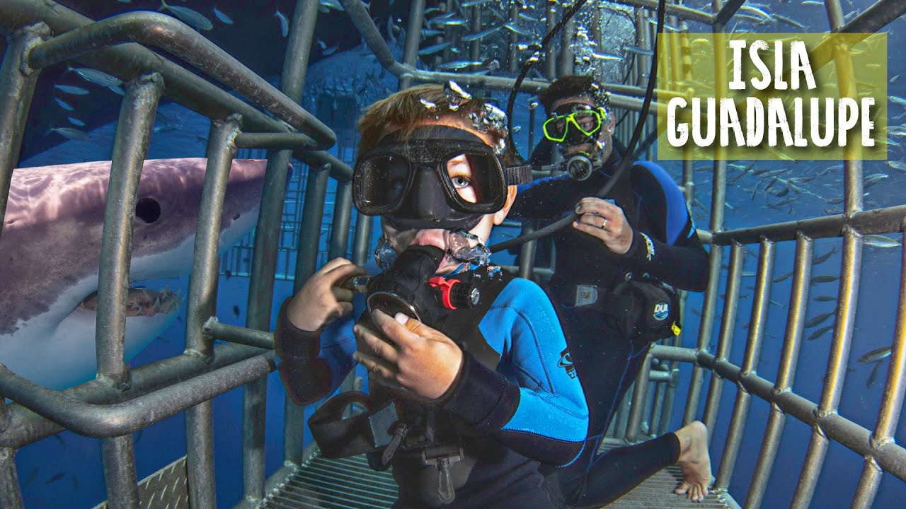 Plonger avec les Grands Requins Blancs &agrave; 4 ans 🦈😱 - S2:E10