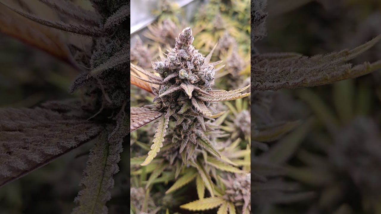 Gipsy Haze😋