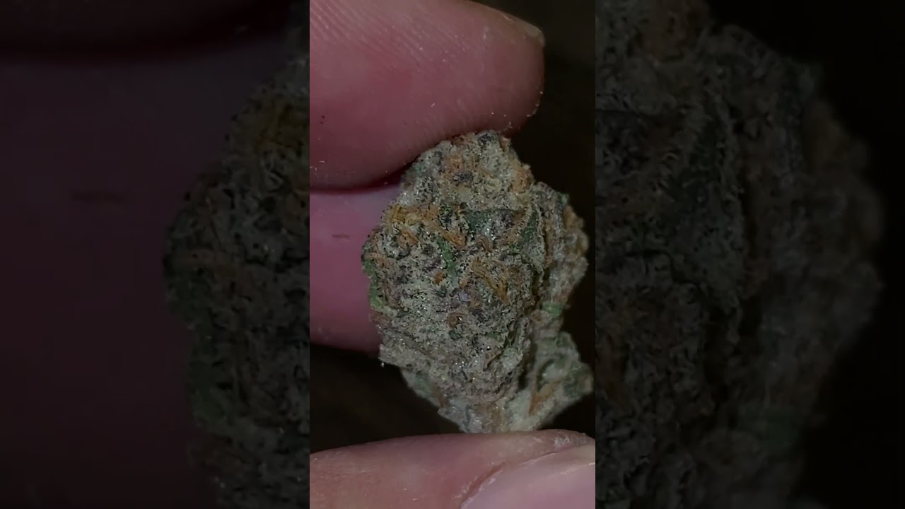 Permanent Marker - Seed Junky Genetics