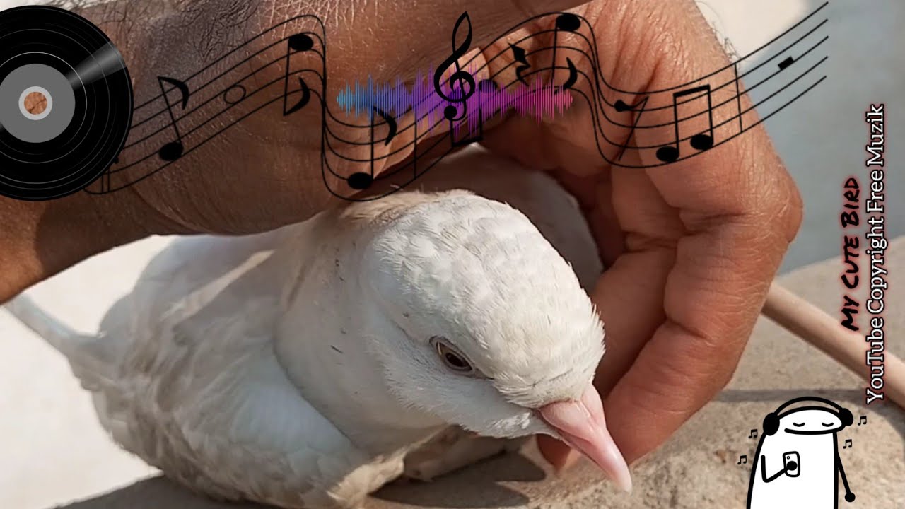 My Bird YouTube Copyright Free Music #copyrightfree #müzik 