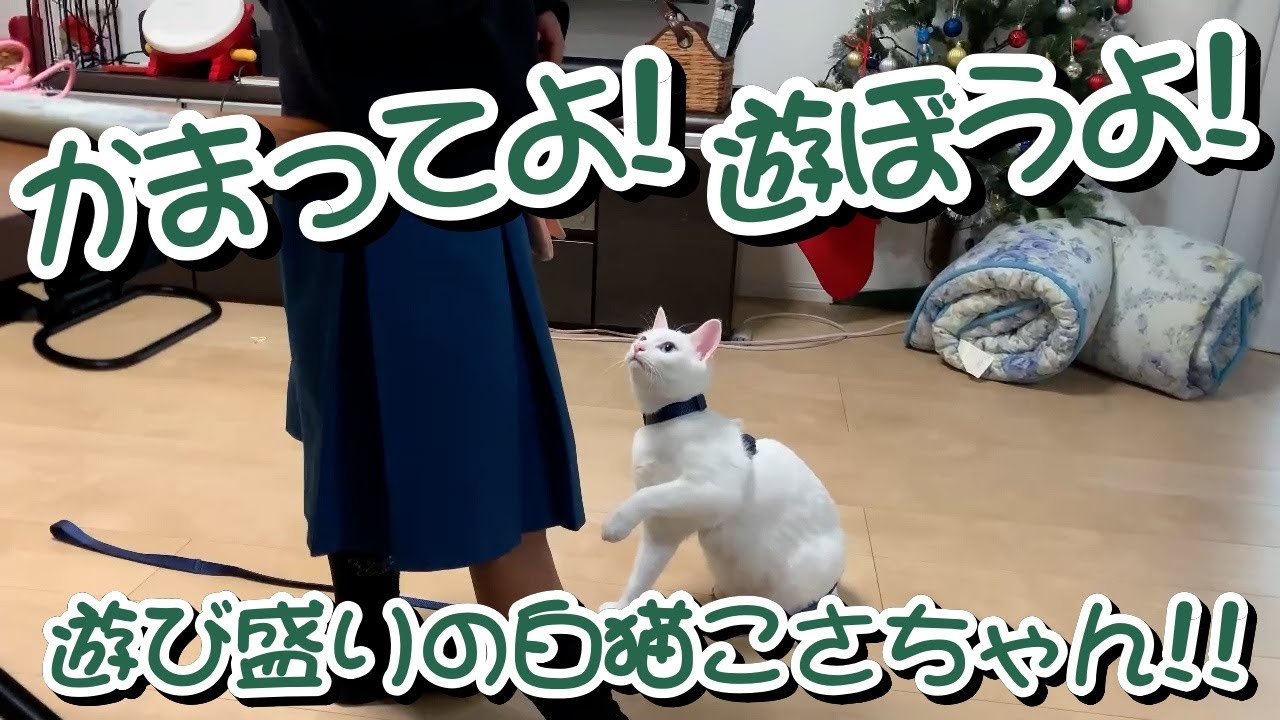 学校帰りのなっちゃんにかまってほしい白猫のこさちゃん