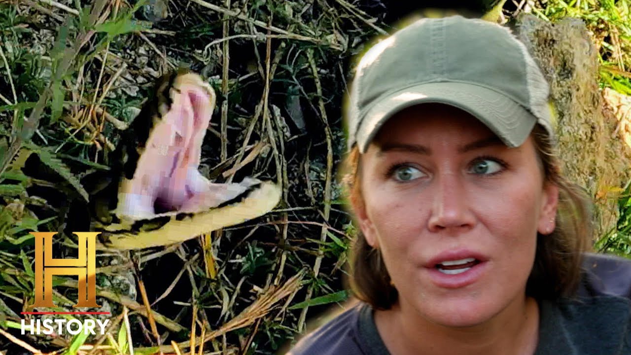Swamp People: Serpent Invasion: HUGE Pythons Surrounding Cypress Strand (S4) | History
