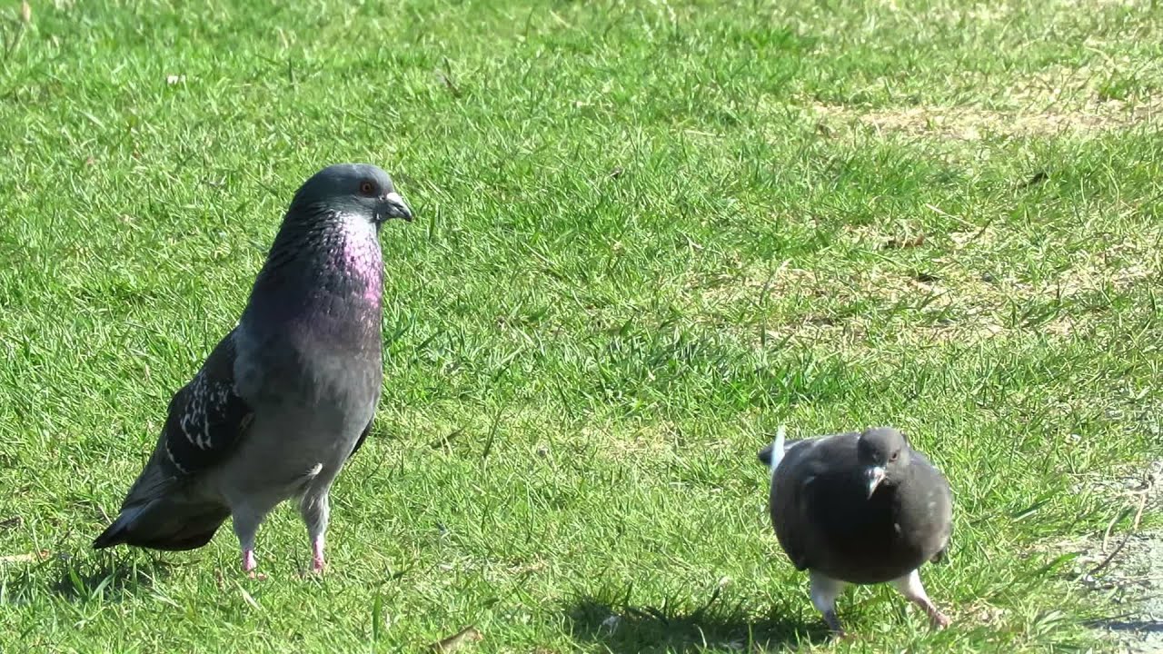 Pigeon Mating Rituals