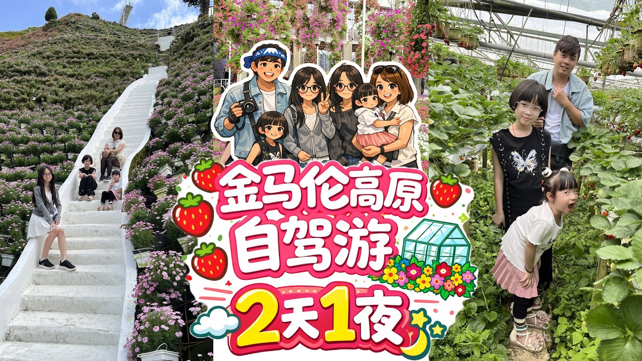 【金马伦高原🍓Cameron Highlands】2天1夜 1家6口自驾游之旅🚗茶园/草莓园/花园/夜市 景点不踩雷？花园酒店人均才39马币1晚值得吗？周末人潮？塞车吗？