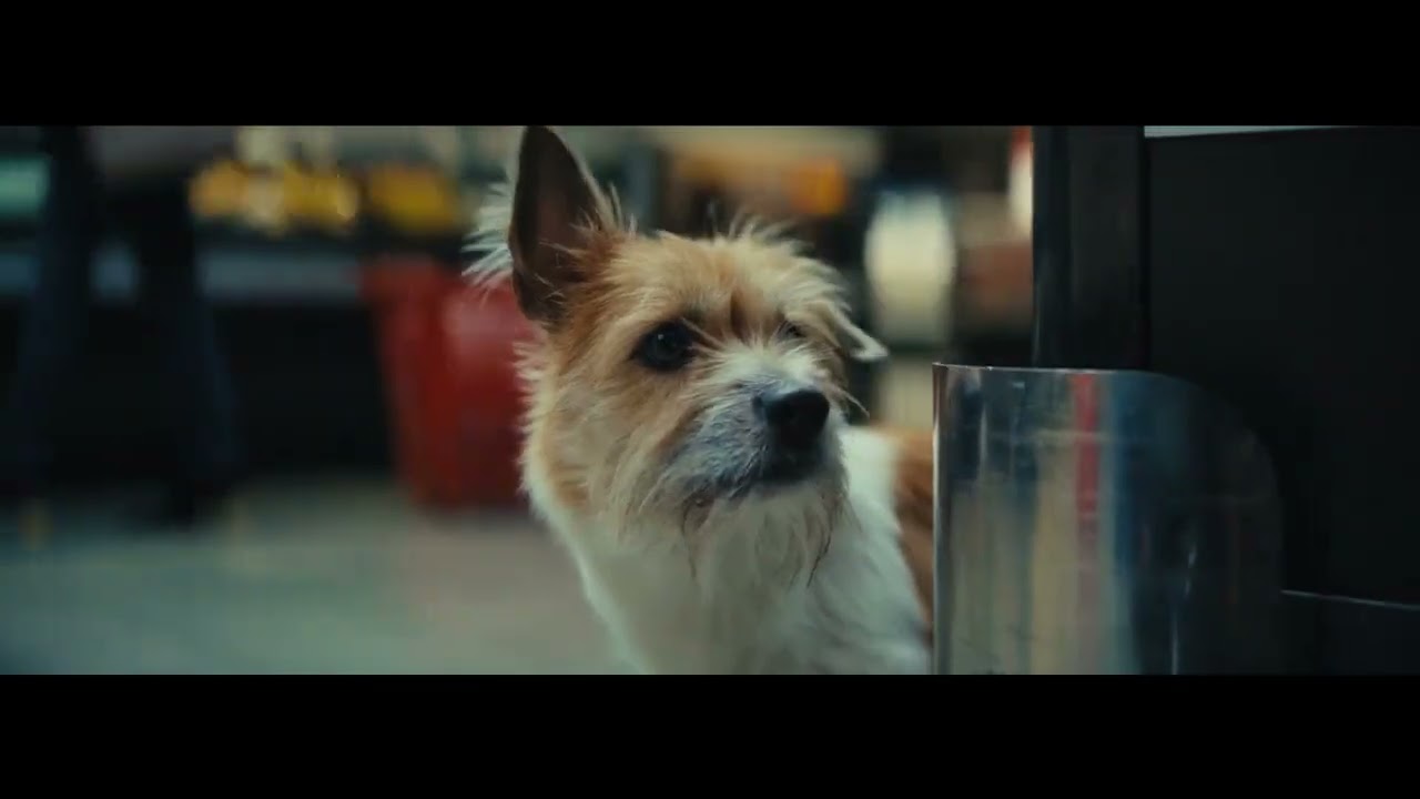 Il Cagnolino 2024 | Conad