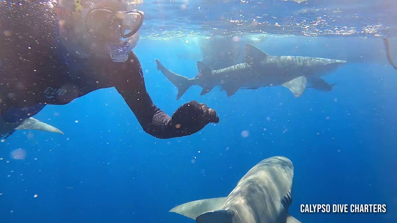 Lizzie and Moe Shark Diving with Calypso Dive Charters