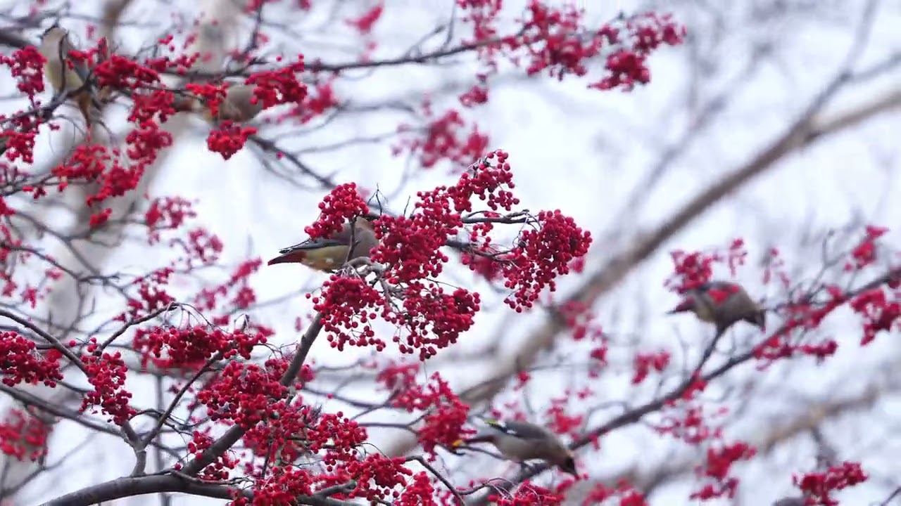 [4K] ヒレンジャクとキレンジャク　bohemianwaxwings