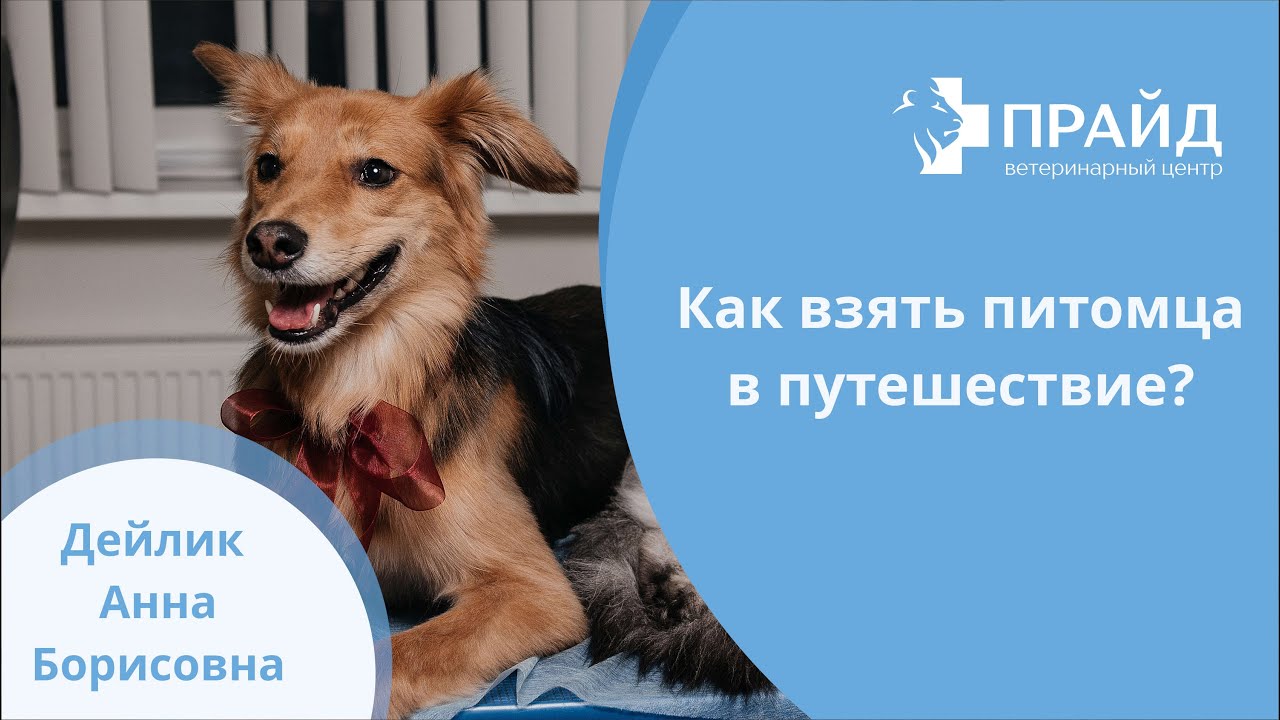 Как взять питомца в путешествие