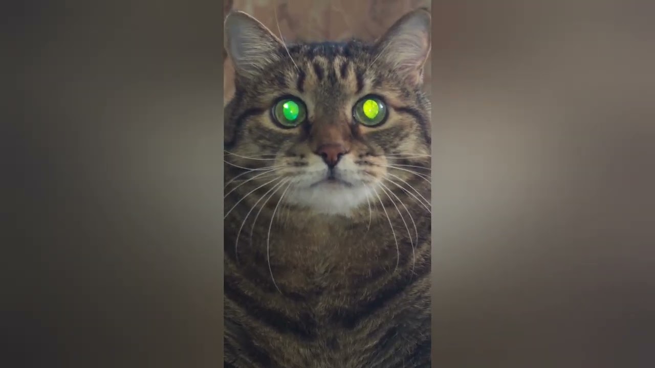 Жизнь - Театр 🎭😉🙀🤣