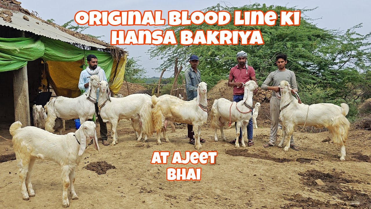 Chambal Etawah ki jamunapari bakriyan #hansagoat