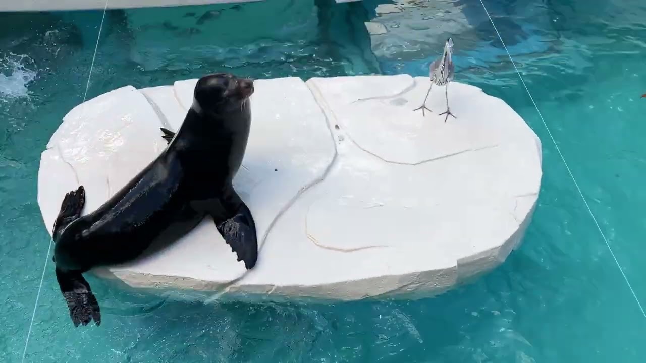 とべ動物園カリフォルニアアシカ　2026/1/3