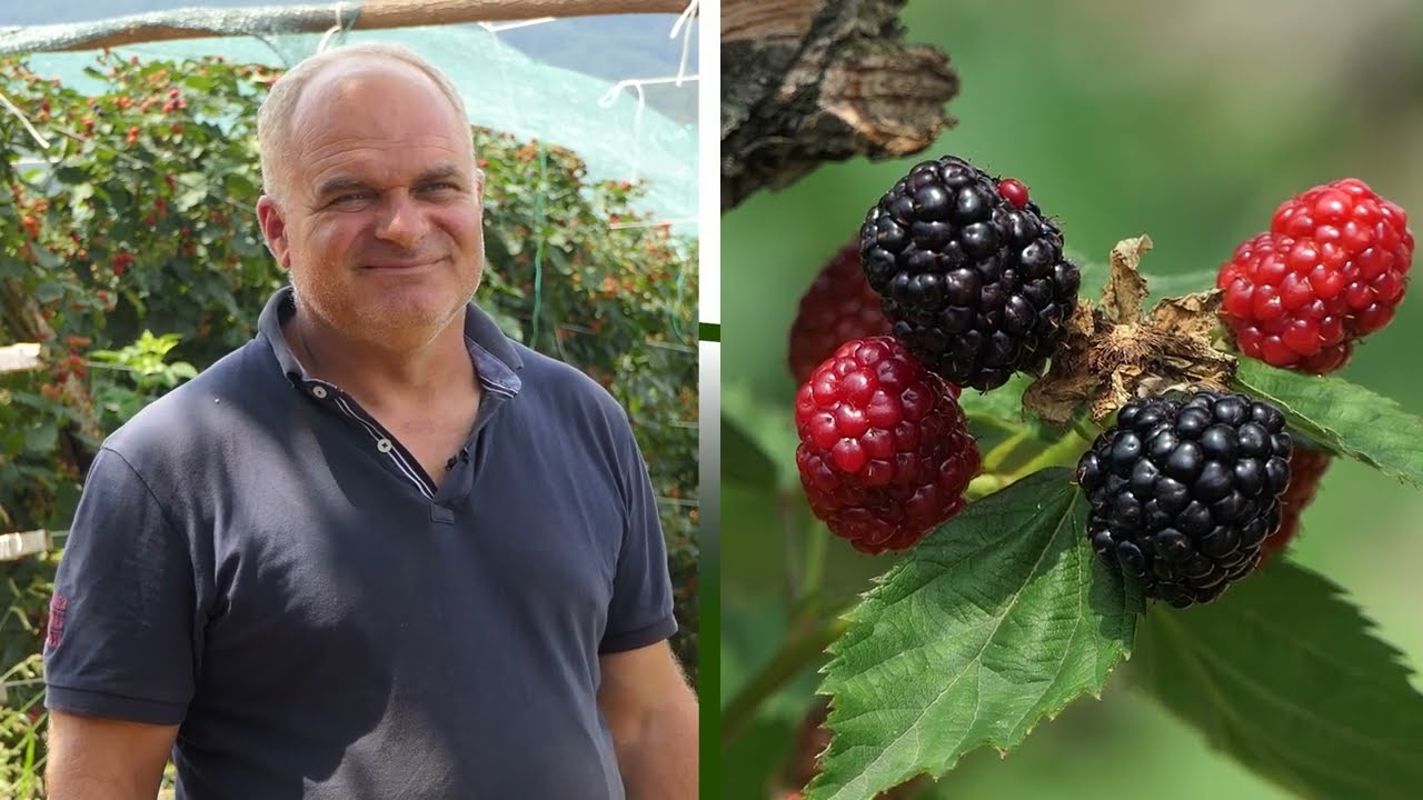 Domaćine kako radiš 14.08.2024. Uzgoj kupine