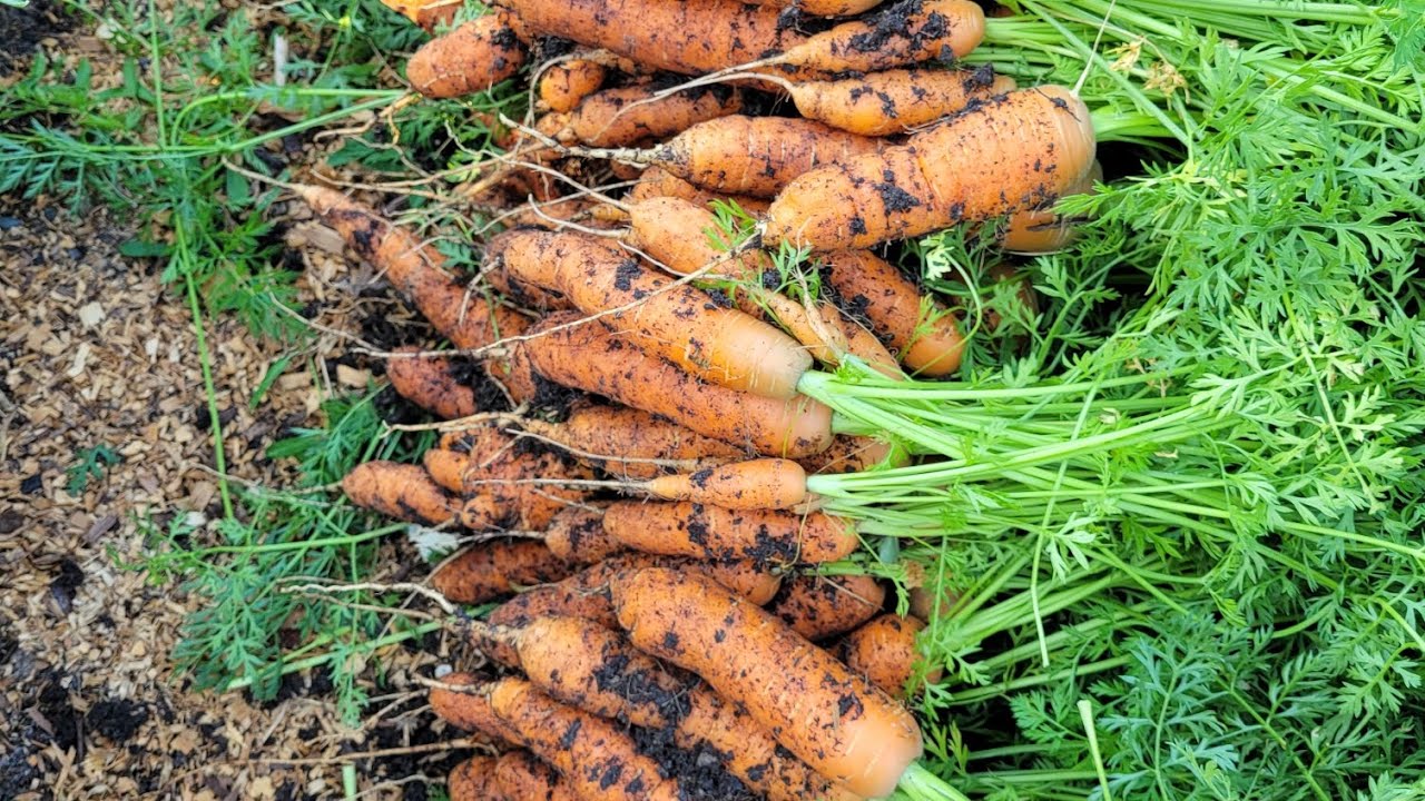 I harvested the Carrots and several Bell Peppers 