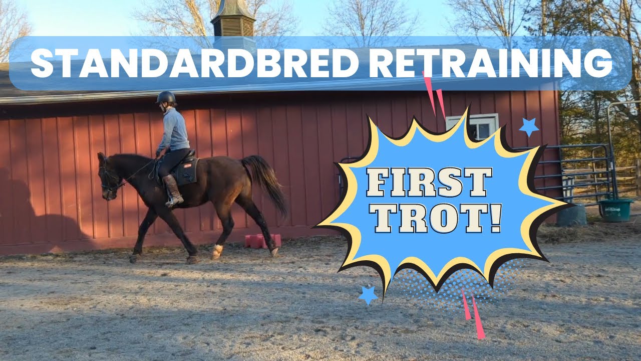 Standardbred Retraining - Episode 3 Leg Yields and Trotting