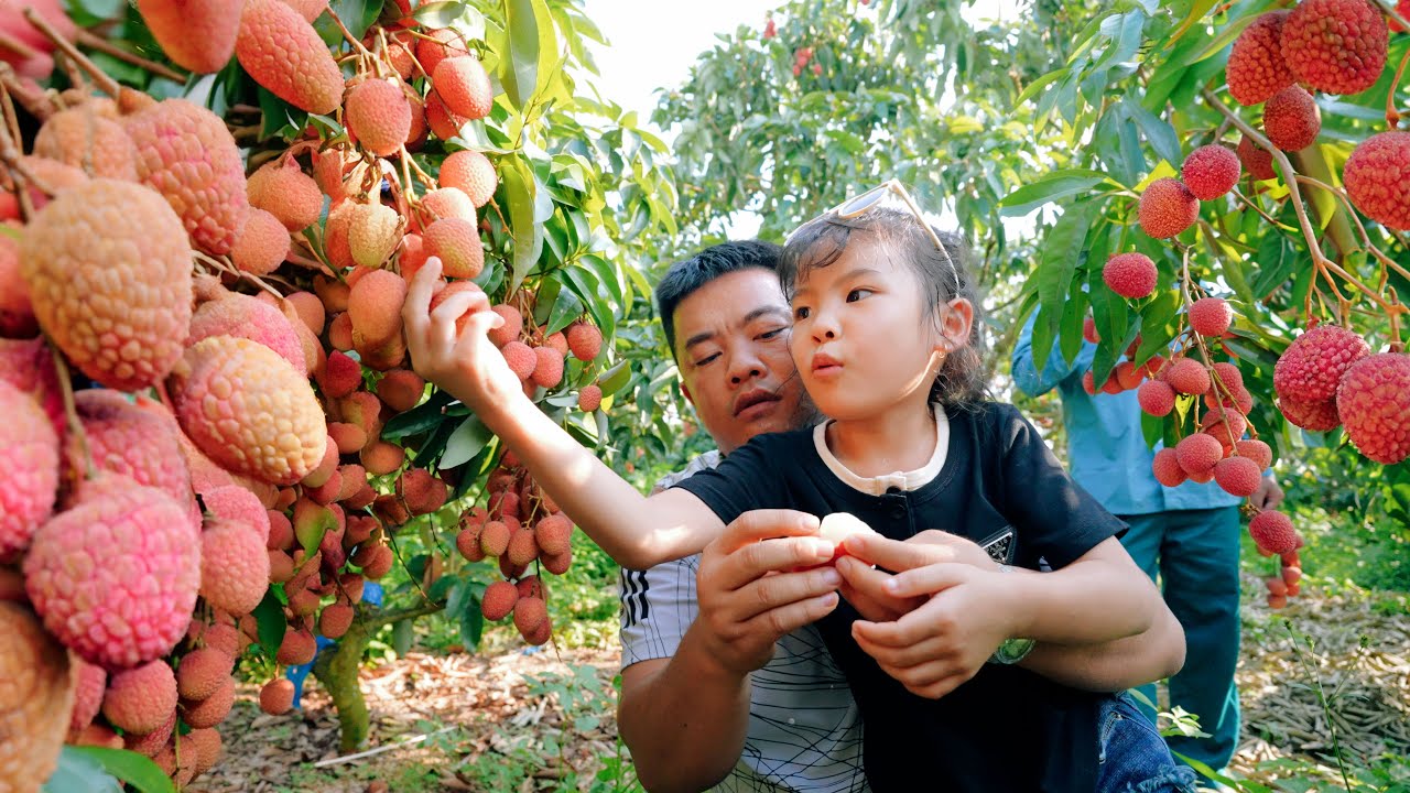 Lychee Harvest in Luc Ngan - Only Vietnam has This Fruit | SAPA TV
