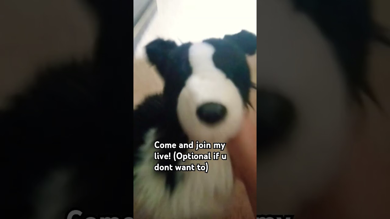loop? #loop#ash#idkwhattoputhere#live#bordercolliestuffedanimal