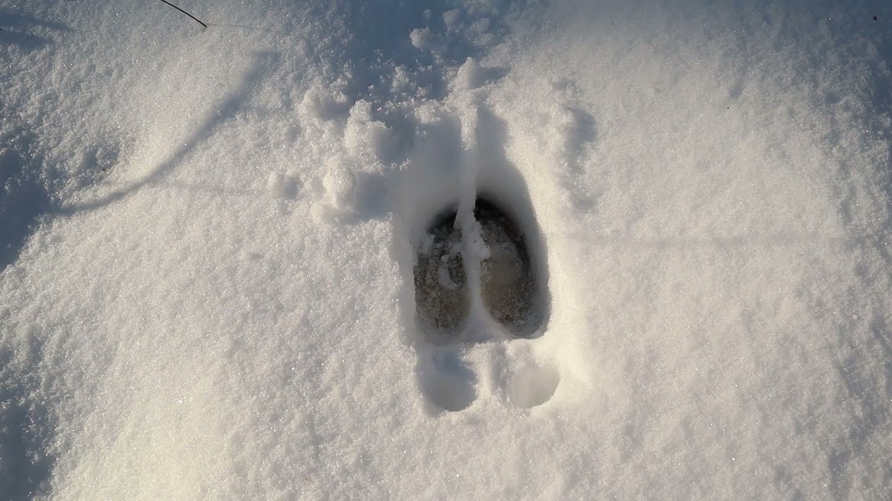 Perfect moose tracks!