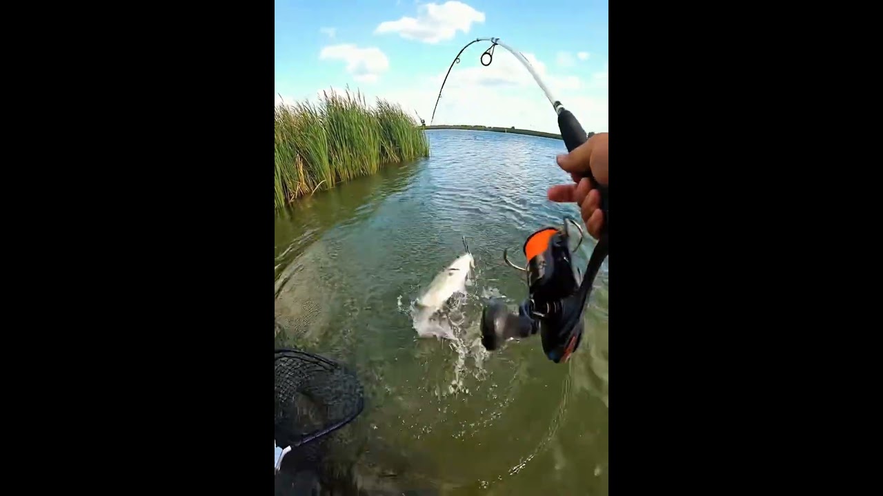 Epic Fish Catch Moment! #Fishing #BigCatch #FishingLife #CatchFish #Angler #FishingVideo #Nature