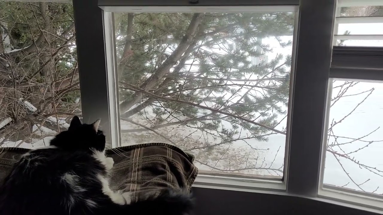 Intense Cat Watching Birds Through Window: So Close Yet So Far!