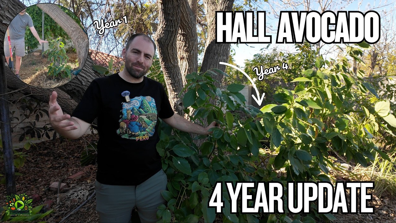 4 Years Growing a Hall Avocado Tree in My Food Forest! New Growth and Maybe Fruit?