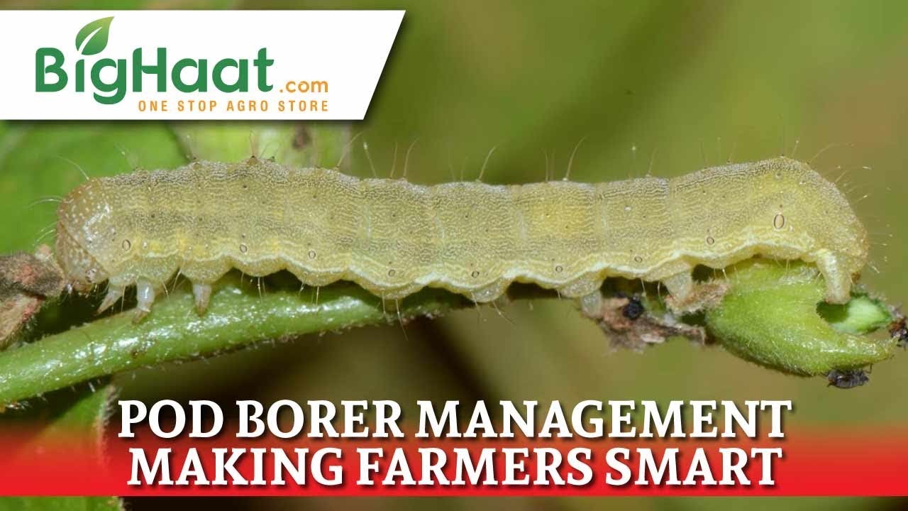 Pod Borer Management in Pulse Crops | BigHaat