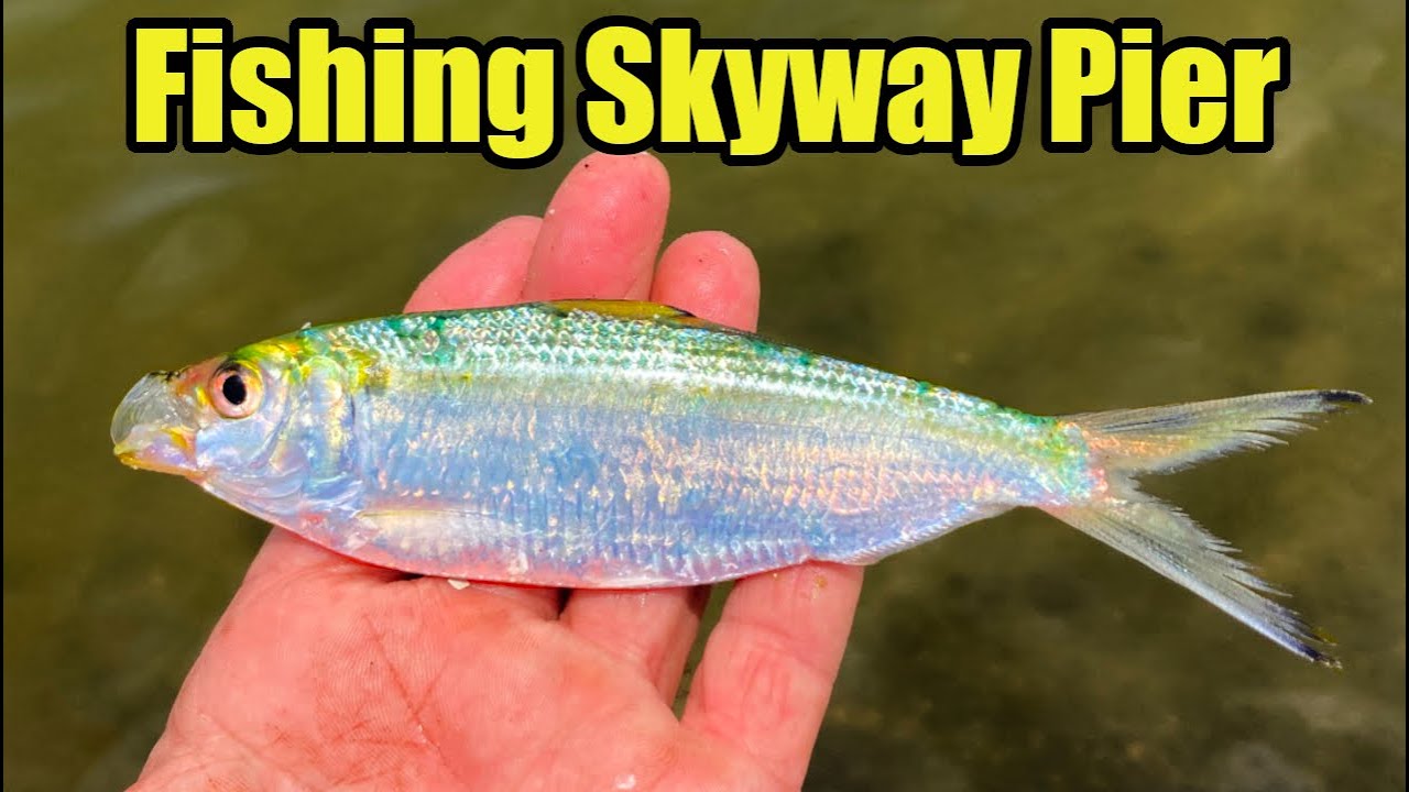 Easy Free Bait at Skyway Fishing Pier (Greenbacks & Snapper)