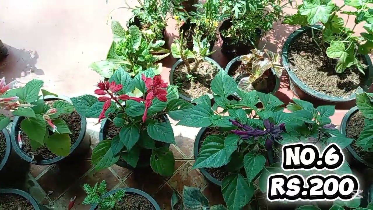 29 sale පාට පාට මල් ගොඩාරියක් අරගෙන ආවා💐💐💐🥰