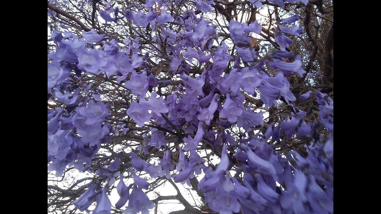 La Flor del Jacaranda / Gualanday / Tarco / en San Salvador de Jujuy