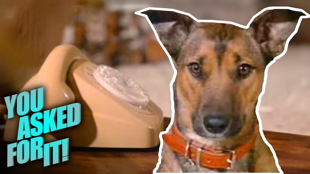 Training Rescue Dogs to Assist the Hearing Impaired | You Asked For It