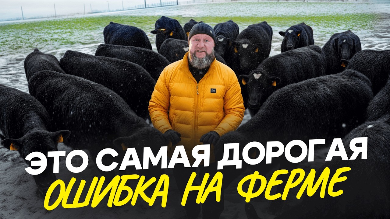 Отёл пошел не по плану! Почему коровы не рожают? / Сделай ЭТО чтобы не загубить сезон