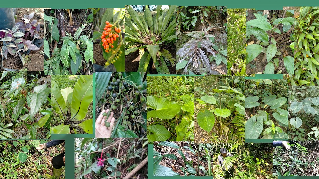 IBU ini nekat berburu tanaman hias ke hutan dan hasilnya wow...Mendapat 20 jenis tanaman hias