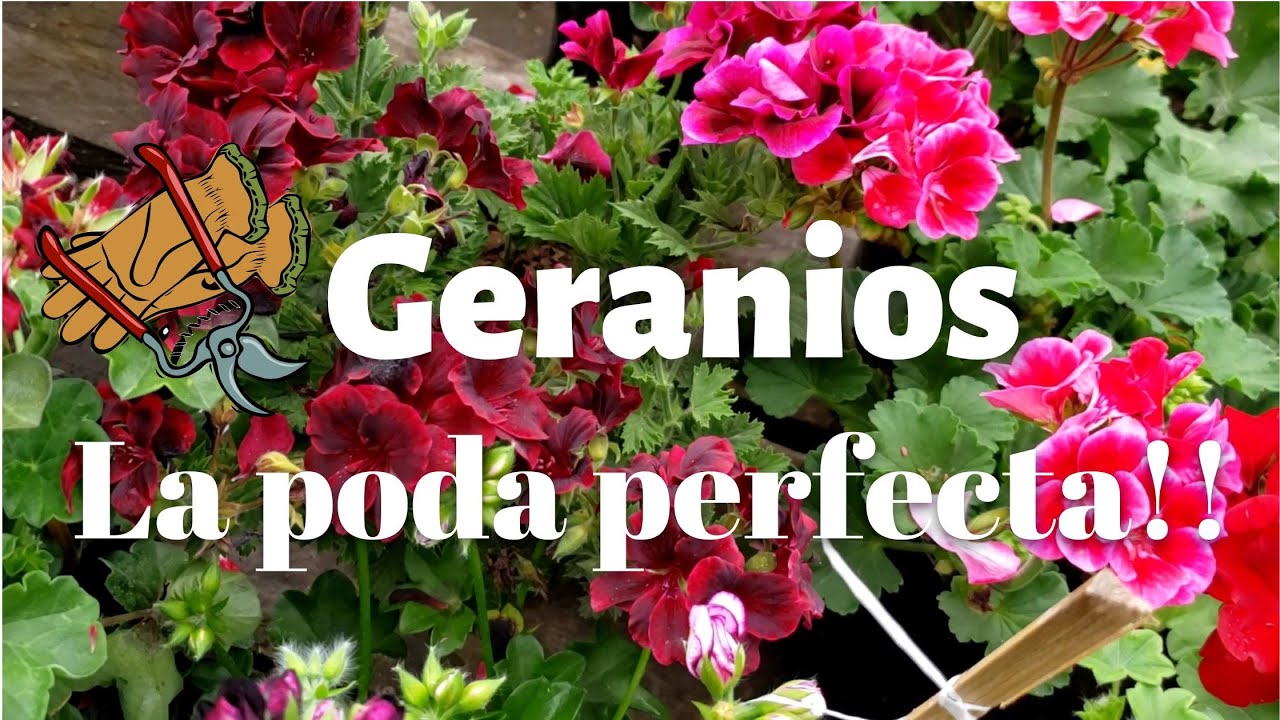 CUÁNDO, CÓMO Y POR QUÉ debemos podar nuestros GERANIOS?
