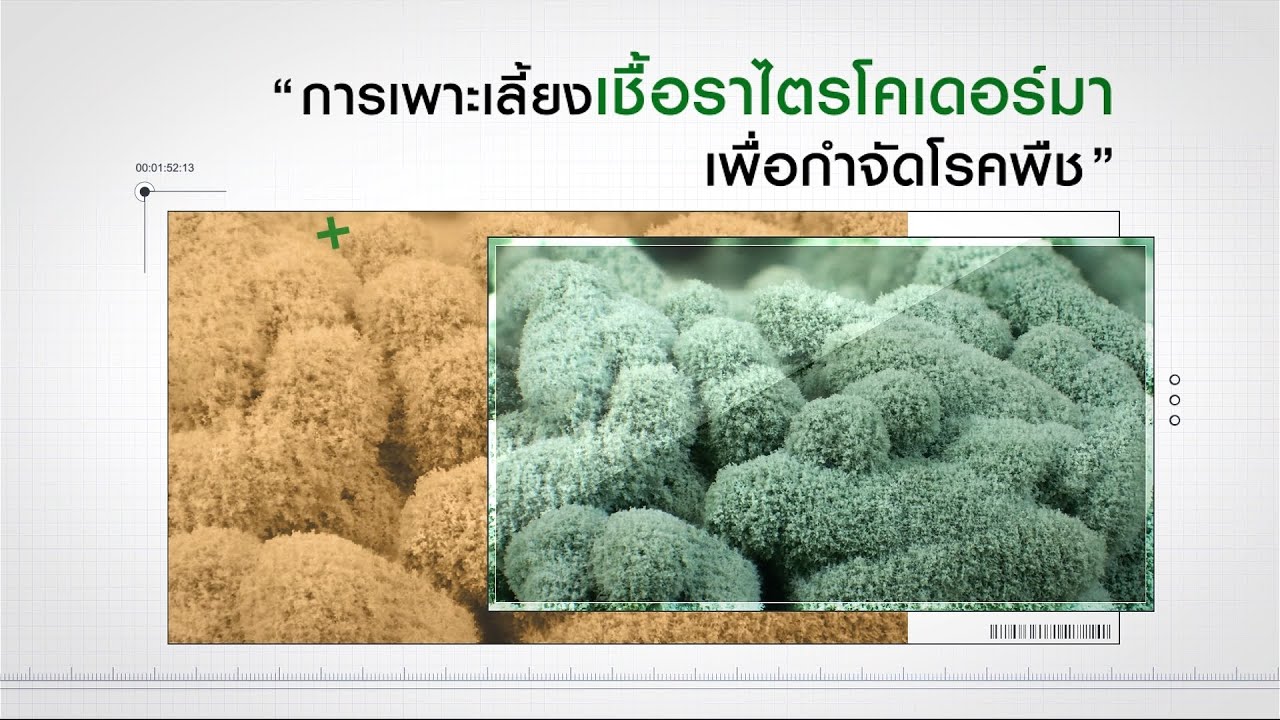 การเพาะเลี้ยง เชื้อราไตรโคเดอร์มา เพื่อกำจัดโรคพืช
