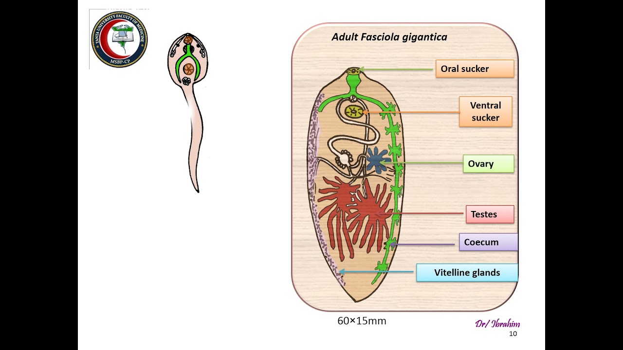 Introduction to trematodes & liver flukes (Year-1/ Sem-2)