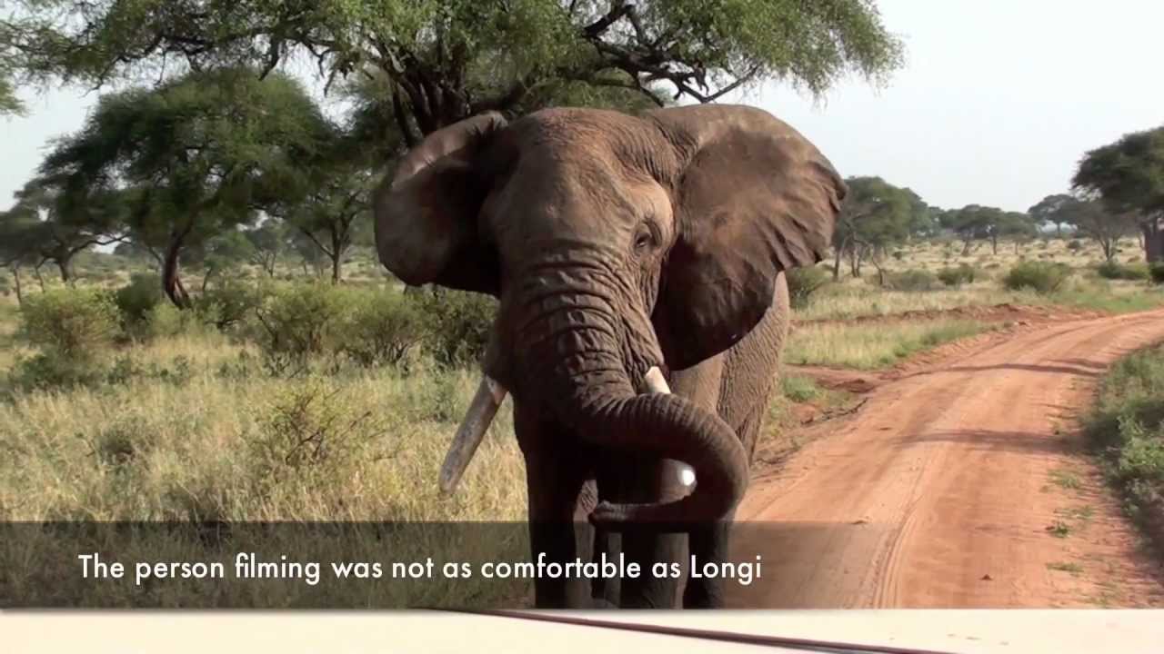 Close encounter with a huge elephant male