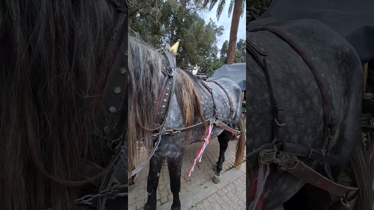 عدّة كوتشي جديدة من الجلد الأصلي وسط ساحة الفنا 🐴 
