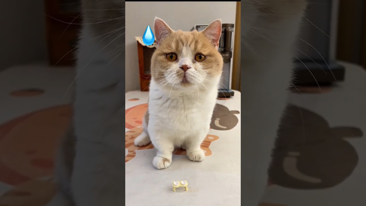 Kucing gembul sedih dikasih makan kecil banget 😿🤣 