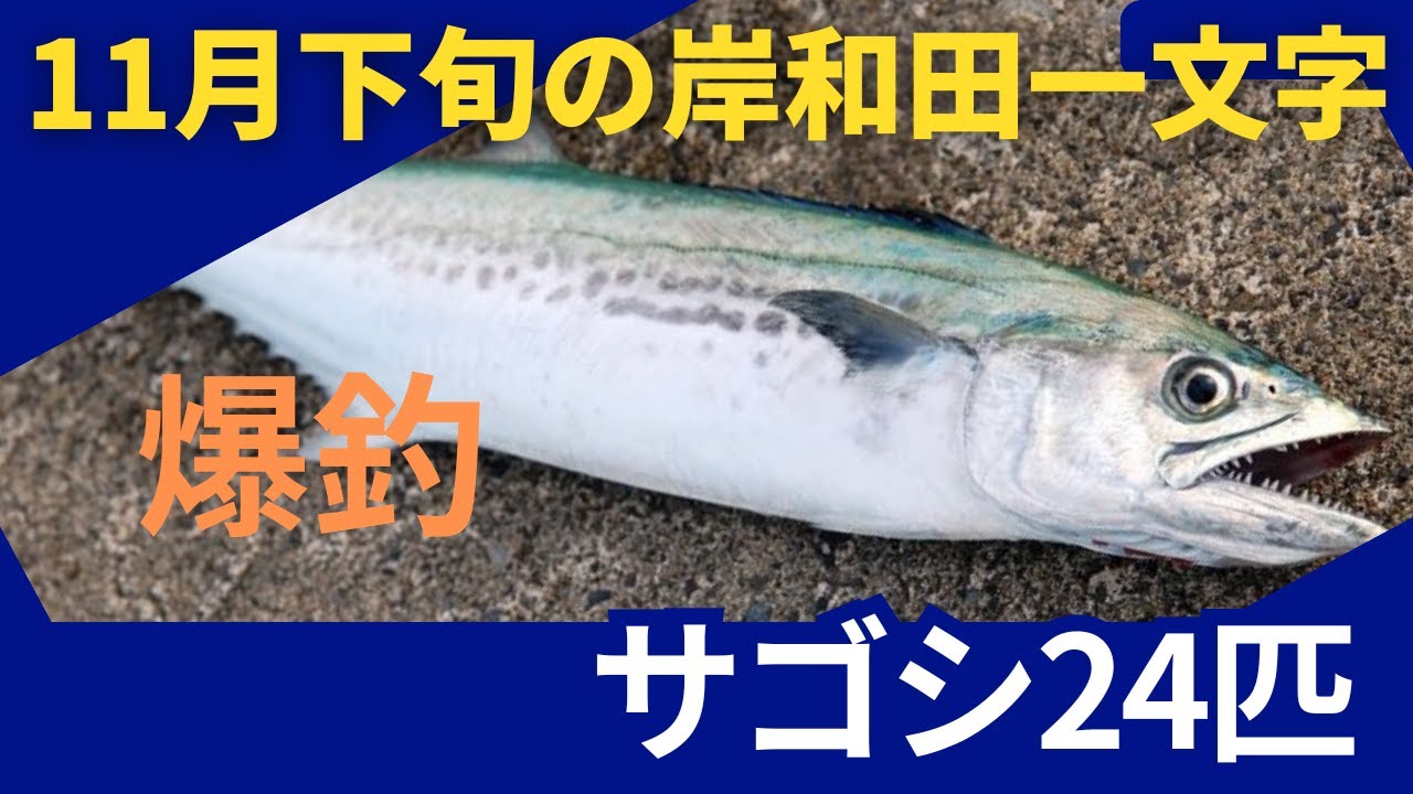 11月下旬の岸和田一文字にサゴシを狙いに行きました