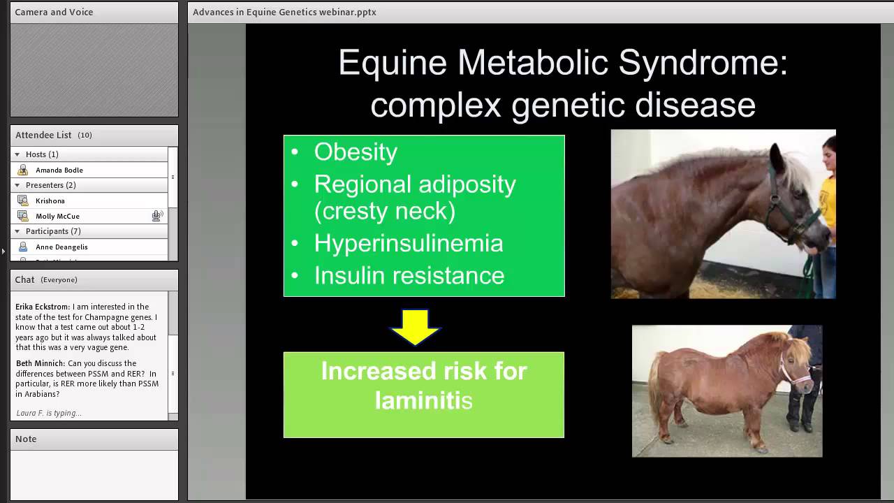 Advances in Equine Genetics