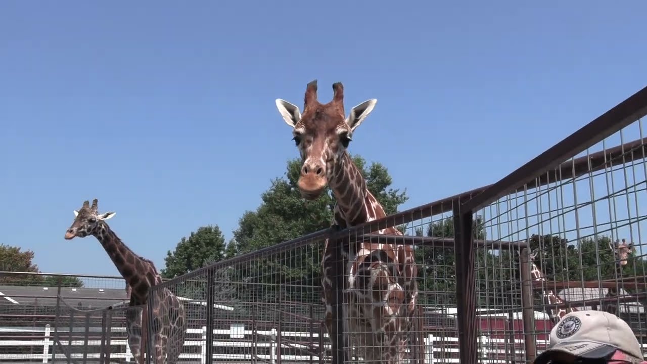 The Appalachian Adventurer: Brights Zoo and the Spotless Baby Giraffe
