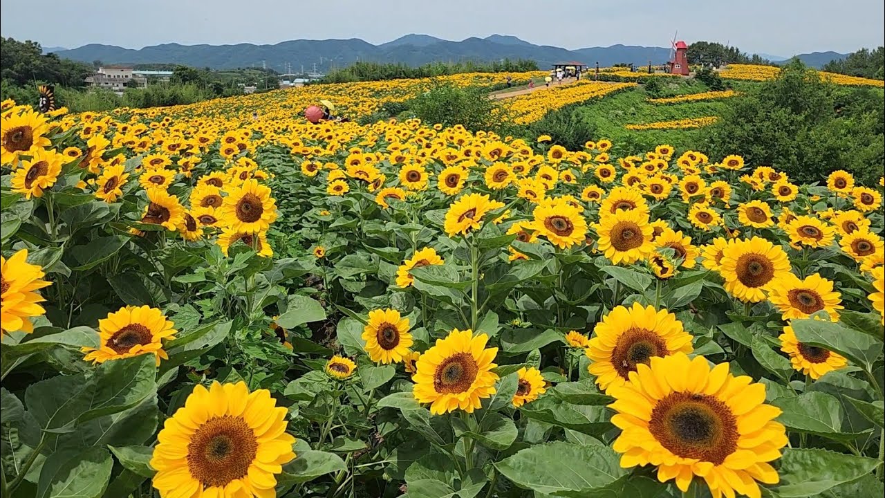 함안 강주 해바라기 축제 (ft. 백일홍 꽃) 24년 6월 25일