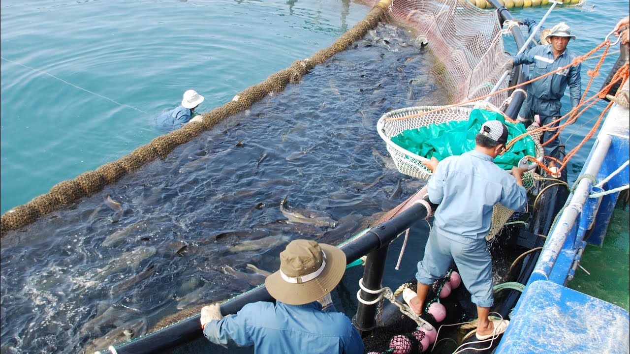 Tilapia Harvesting And Processing | Harvesting Over 5000kg of Tilapia In Ghana #charlesfarminproject