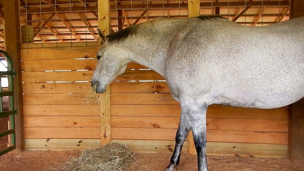 Equine Forage Education Video Series:  Video 2:  Choosing the Right Hay (Types of Forage)