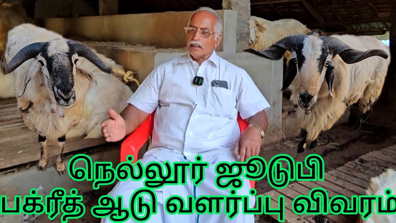 YUVRAJ NAIDU SHEEP FARM (Nellore jodipi sheep farming) நெல்லூர் ஜூடுபி பக்ரீத் ஆடு வளர்ப்பு விவரம்