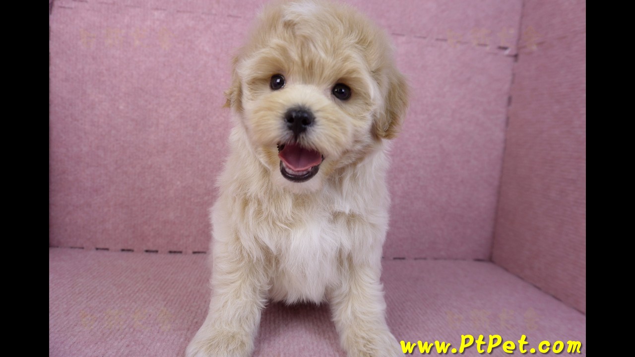 11/23 馬爾泰迪 Maltipoo -公幼犬2號-日新犬舍