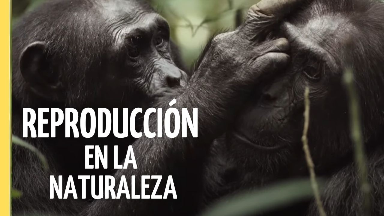 Éxito Senior -  Reproducción de la Fauna Salvaje | EPISODIO COMPLETO
